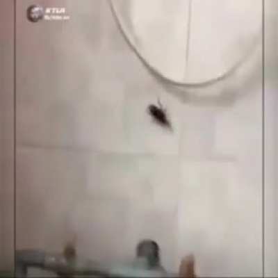Barata!