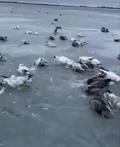 It has sharply cooled from 1.6&deg;C to -52.3&deg;C in the Chinese province. This led to the mass death of birds in one of the lakes, where thousands of them were frozen in the ice.
