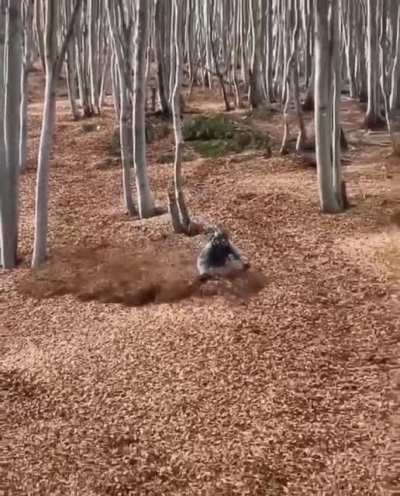 Эх, прокатиться бы