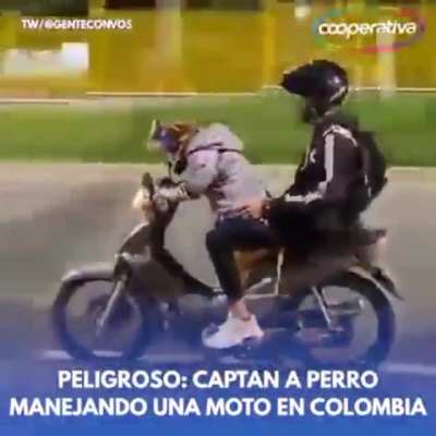 😲 perro fresco