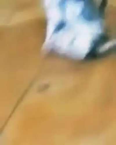 gatitos peliando con musica de linkin park de fondo (copyright alert 🔇)