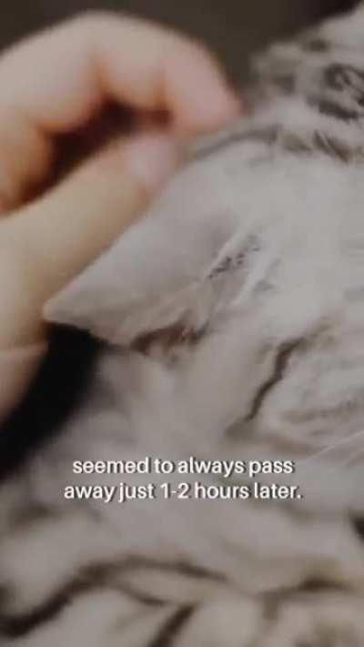 Cat that can predict death