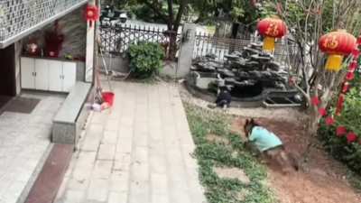 My jaw dropped while watching this video of the dog.