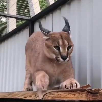 Big Ears &amp;amp; Big Toes &amp;amp; a Big Stretch