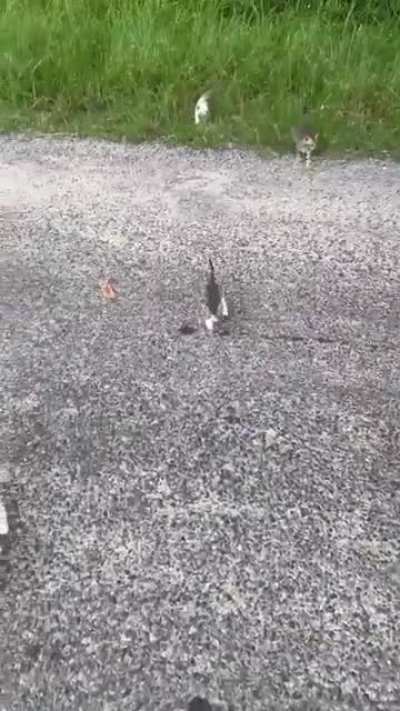 Man stops to rescue kitten, gets ambushed by platoon