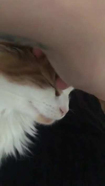 I’m celebrating my cake day by giving you guys the gift of seeing Eevee’s face when she gets head scritches!