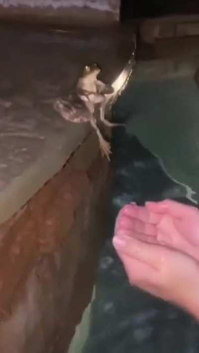 🫡