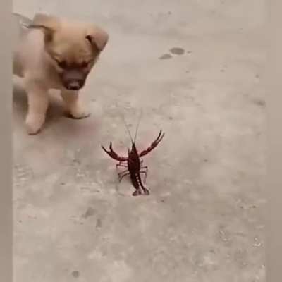 Massive Sea Monster does Black Magic on Babies, driving them Crazy!