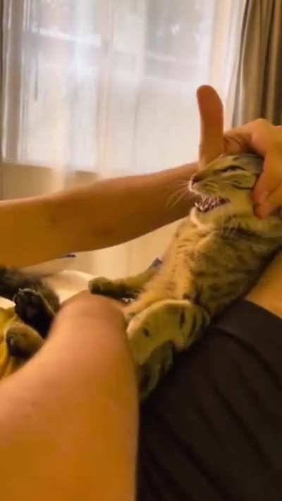 cat TRiEs TO eAt hUMAn