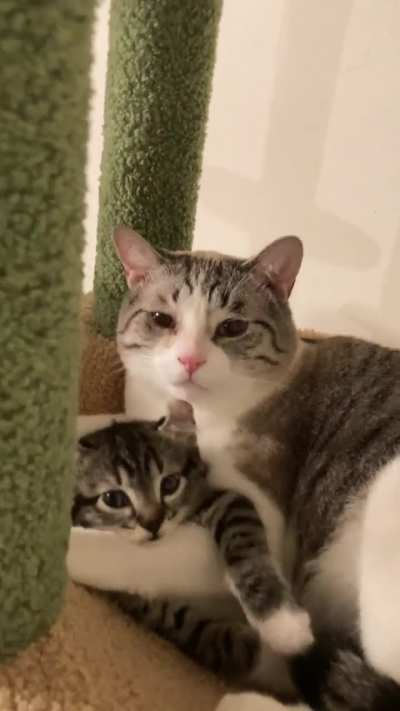 Im absolutely melting right now. Came upon their first cuddle session this evening. Must apprehend both of these criminals for being too cute. 🥺🥹