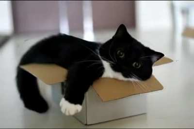 that cat really :3