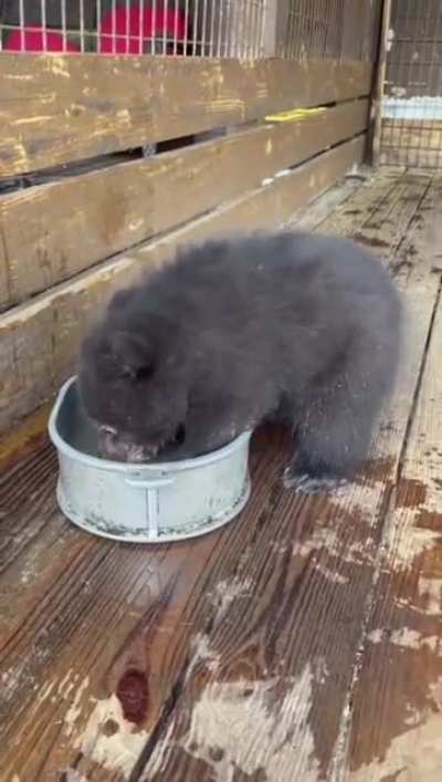 Bear cub