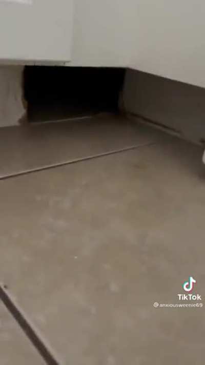 Woman gets a new cat who finds a mysterious hiding spot in her apartment she didn&rsquo;t know about.
