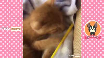 Achei meio fofo (Renan ese entra na lista de animais fazendo merda)