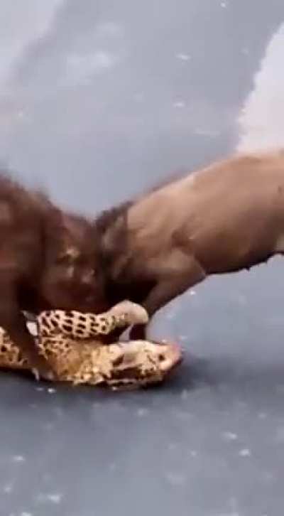 Wild boars attacking and killing a leopard on the road (loud warning)