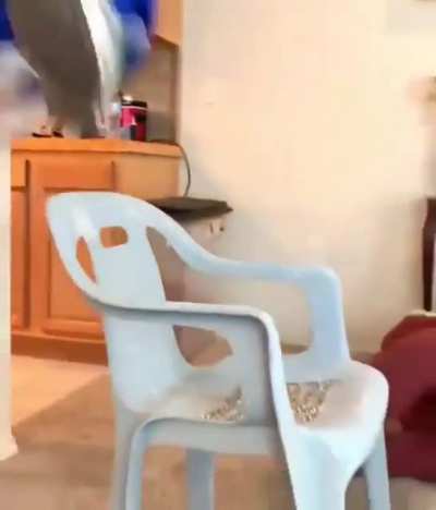 Sonic fucking dies