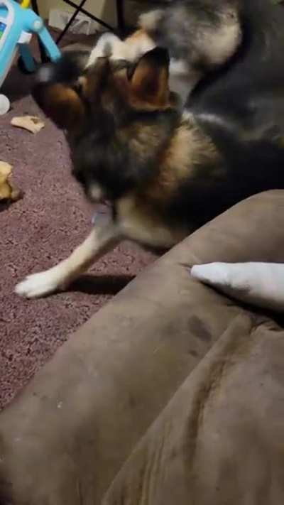 Single leg takedown 🤣