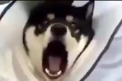 That&rsquo;s a hard woof