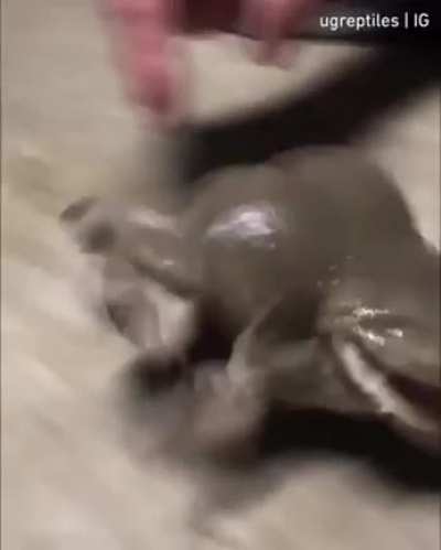 Raspy cuando le hacen cari&ntilde;os: