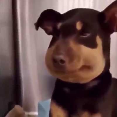 dog