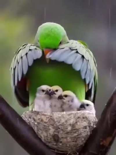 Mother&rsquo;s love is universal..