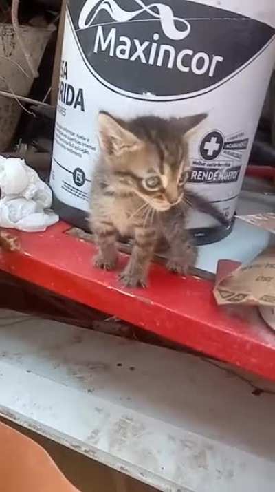 tadinho