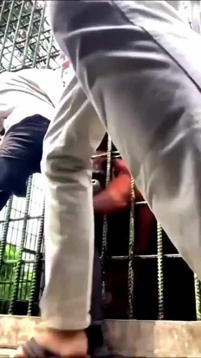 Tease an Orangutan and good luck getting away