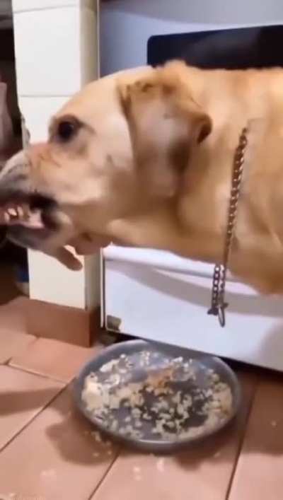 For dogs about to rock