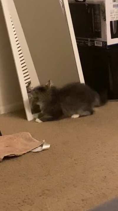 I’m high and I see my kitten do this and I’m ded [4]