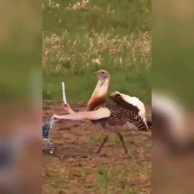 o ruim &eacute; que esse v&iacute;deo acaba