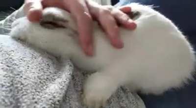 Snuggle champ