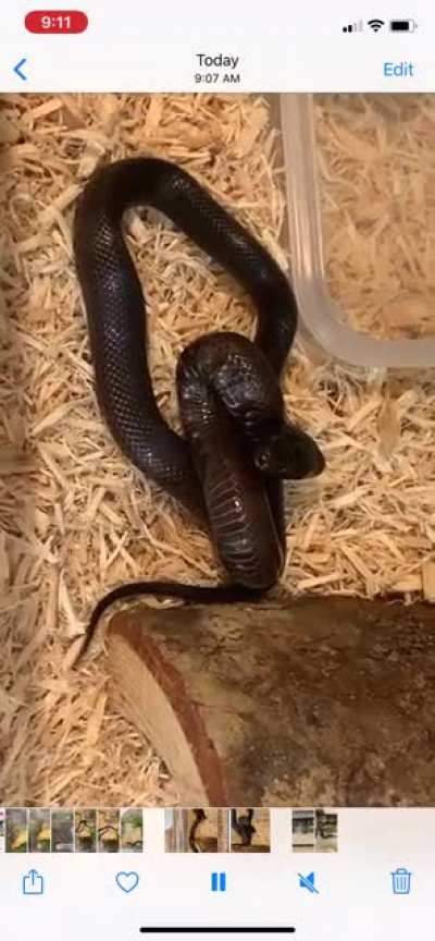 Sooooooo my baby king snake (male) was an absolute sweetheart for the first week, took him out daily with no issue.... until this bullshit! Is this just Kings&rsquo; personalities or did I offend him on some level lol?