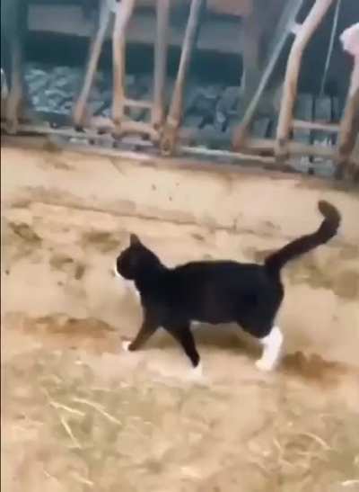 I love how much the cat is owning it.