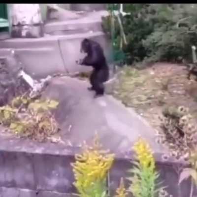 Dance monke