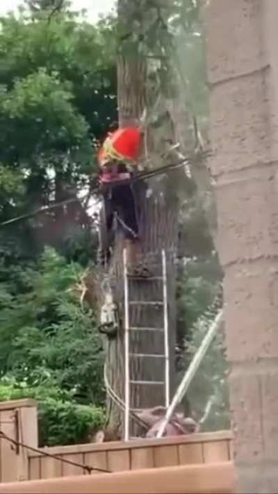 Cutting a tree