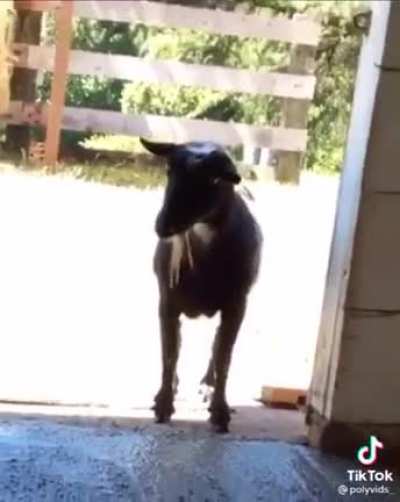 Get baaaaaack