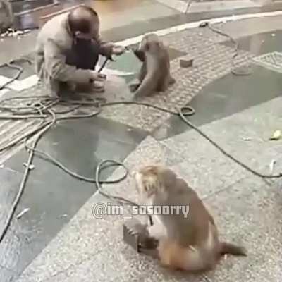 Monke rise against hooman