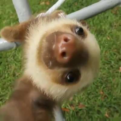 Derp