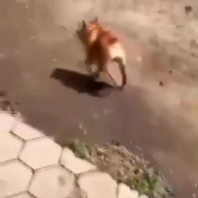 Cachorro em 4:3