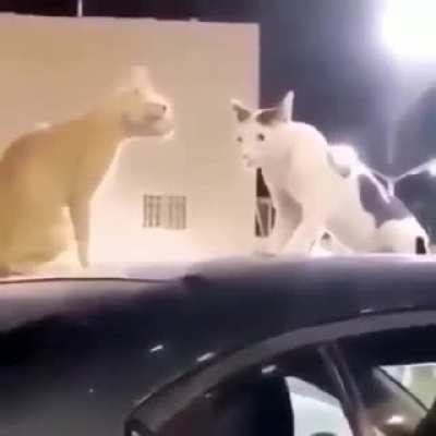 Thanks, I hate cat stares