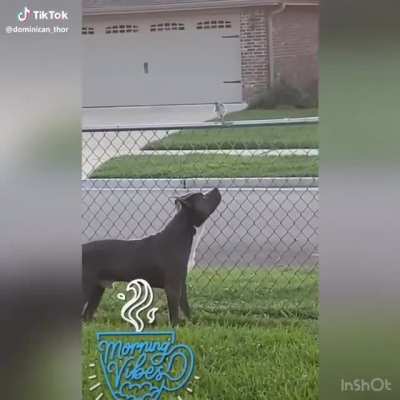 Dog makes friends with a bird
