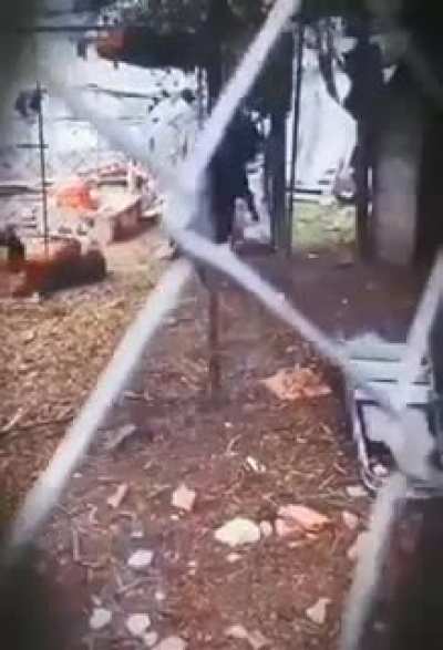 Achis achis, a d&oacute;nde lleva ese furro a la gallina?