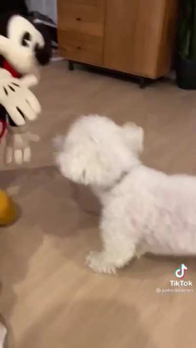 Dog hates Mickey Mouse