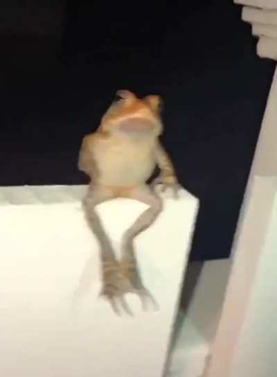 Frog chillin on a fence