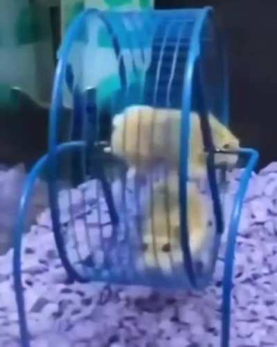 Centrifugal Wunk 