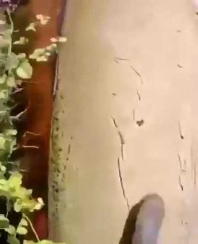 Классный цветочек бро