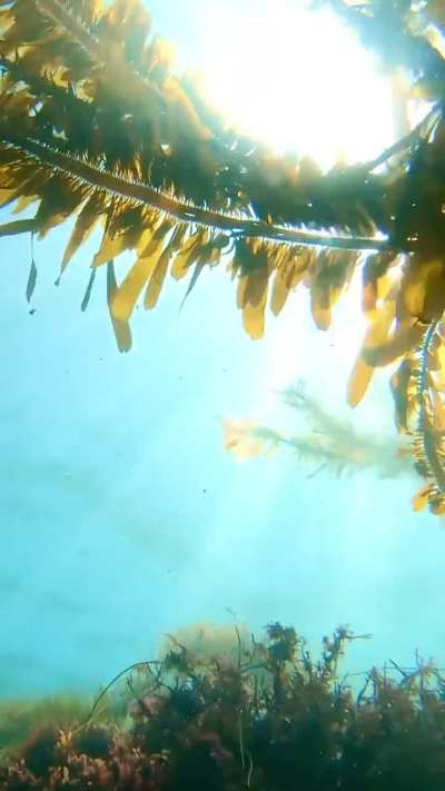 Laguna Kelp Dreams, Goff Island