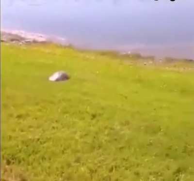 Trained my assault turtle to kick y&lsquo;all asses