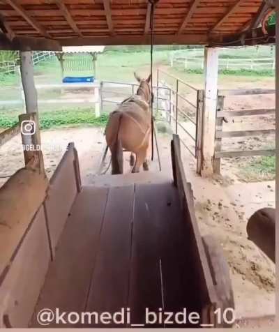Valet horse