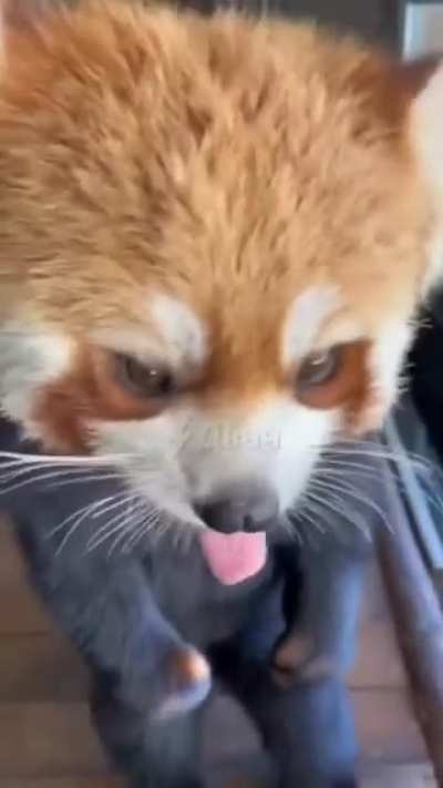 Firefox eating mandarins